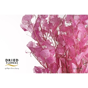 Dried Bleached Lunaria Pink