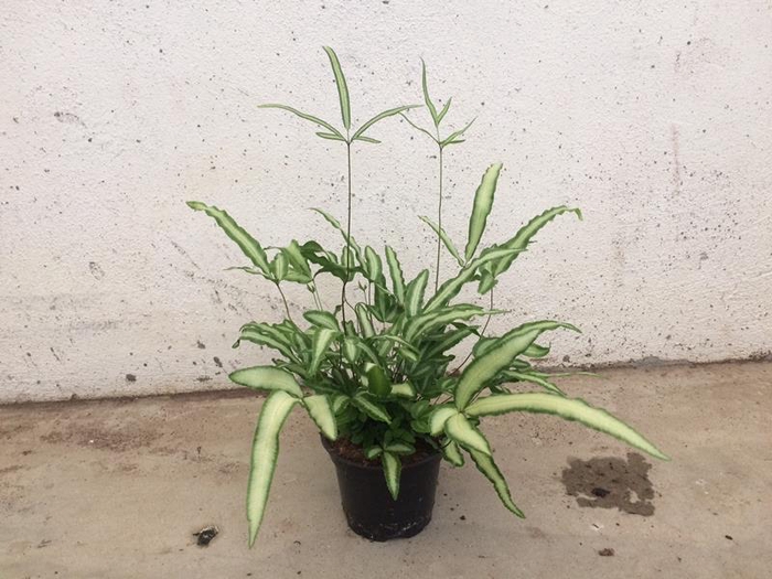 <h4>PTERIS CRETICA</h4>