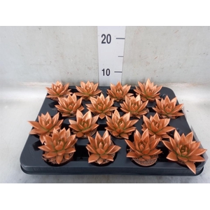 Echeveria  'Miranda'