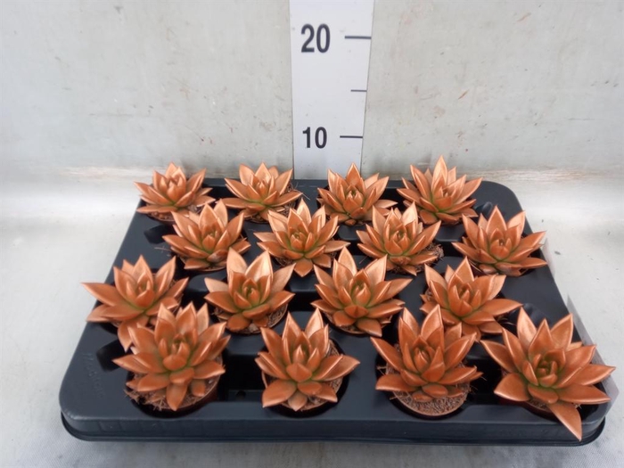<h4>Echeveria  'Miranda'</h4>