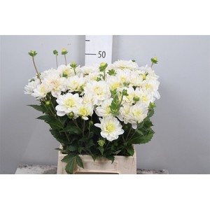 Dahl White Onesta