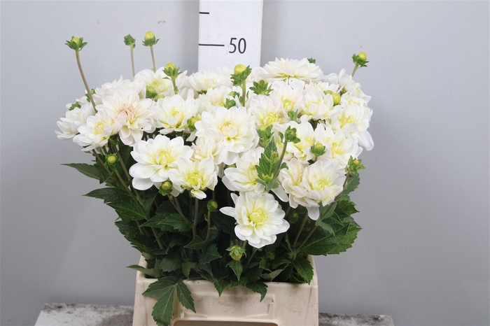 <h4>Dahl White Onesta</h4>