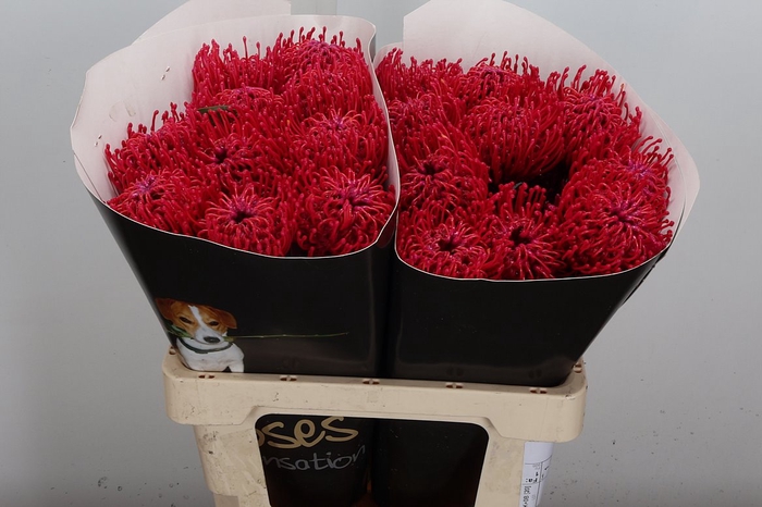 <h4>Protea Leuco Ov</h4>