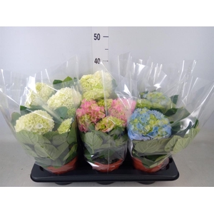 Hydrangea mac.   ...mix