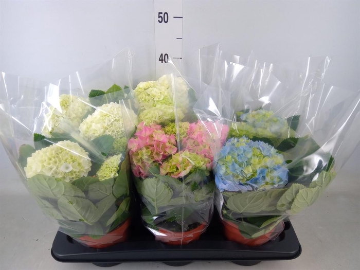 <h4>Hydrangea mac.   ...mix</h4>