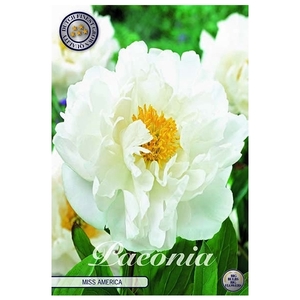 Paeonia Miss America x1 l