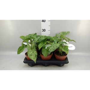 Syngonium   ...