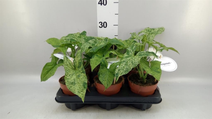 <h4>Syngonium   ...</h4>