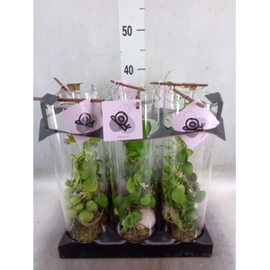 Arr.  Dischidia