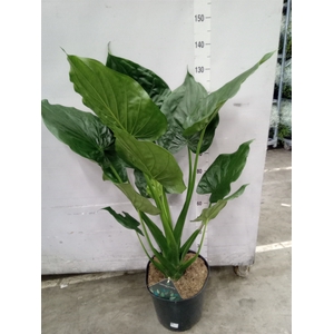 Alocasia cucullata