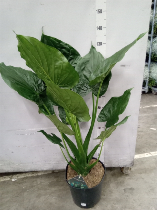 <h4>Alocasia cucullata</h4>