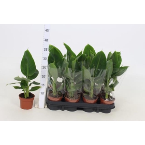 MUSA TROPICANA