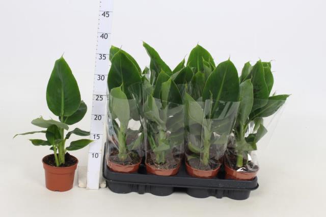 <h4>MUSA TROPICANA</h4>