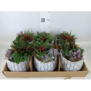 Arr.   Kamerplant Groen L%