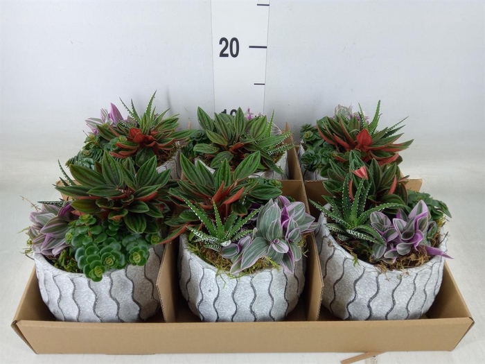 <h4>Arr.   Kamerplant Groen L%</h4>