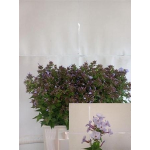 Phlox P Miss Lolita 65cm