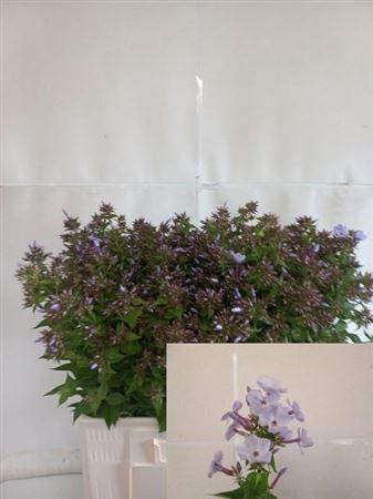 <h4>Phlox P Miss Lolita 65cm</h4>