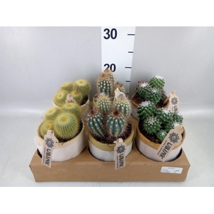 Cactus ...mix