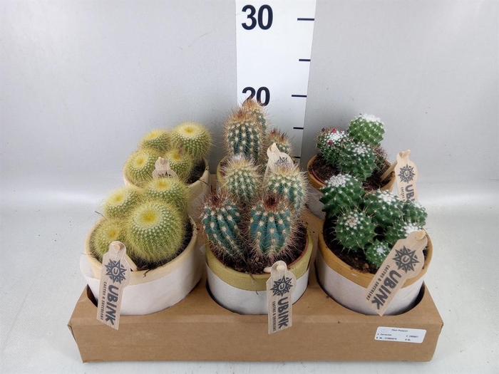 <h4>Cactus   ...mix</h4>