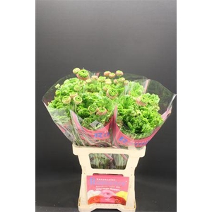 Ran Rom Crown Sisteron