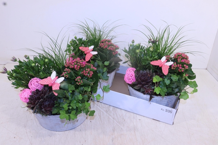 <h4>ARR TUINPLANTEN</h4>