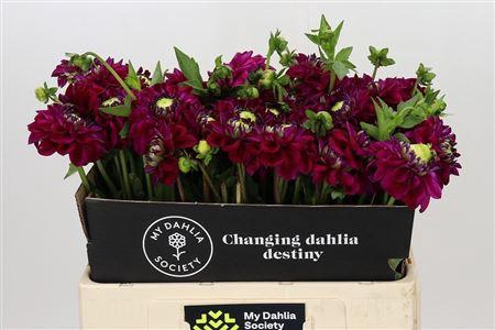 <h4>DAHLIA HENK RIVERDALE</h4>
