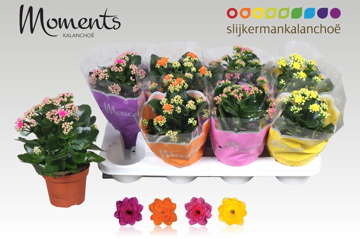 <h4>KAL GE GEM 4 KL</h4>