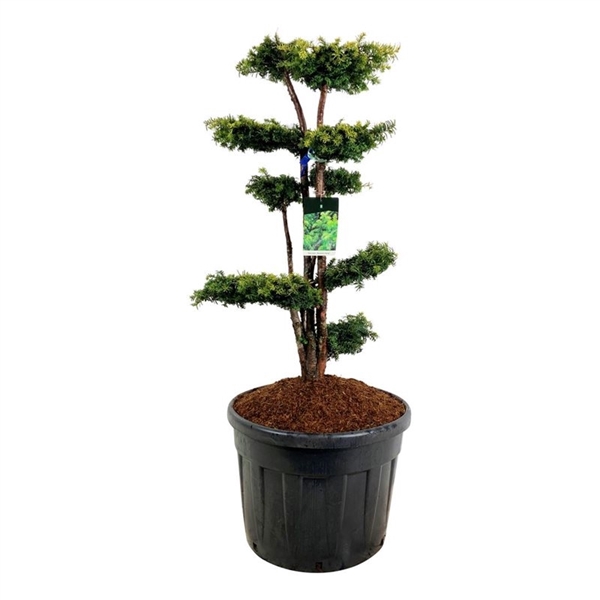 <h4>Taxus b. 'Dovastonii Aurea'</h4>