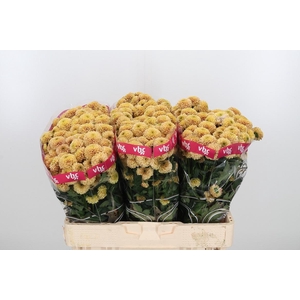 Chr San Aaa Doria Sa