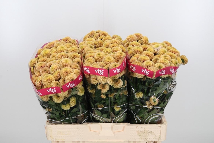 <h4>Chr San Aaa Doria Sa</h4>