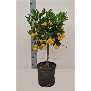 Citr Microcarpa 35 Fruits
