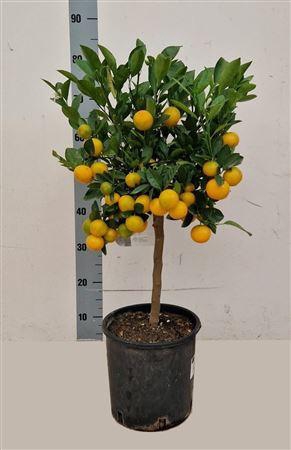 <h4>Citr Microcarpa 35 Fruits</h4>