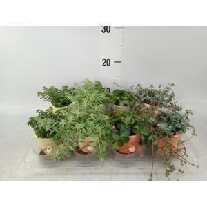 Arr.   Kamerplant Groen L%