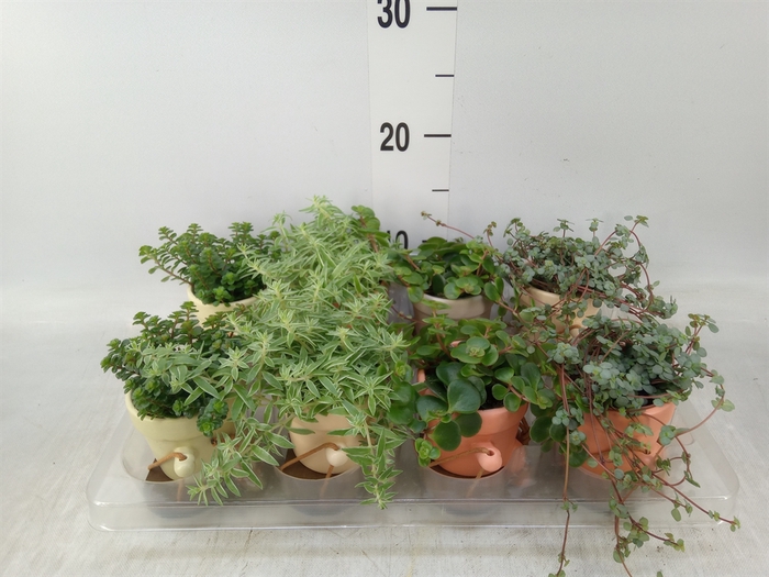 <h4>Arr.   Kamerplant Groen L%</h4>