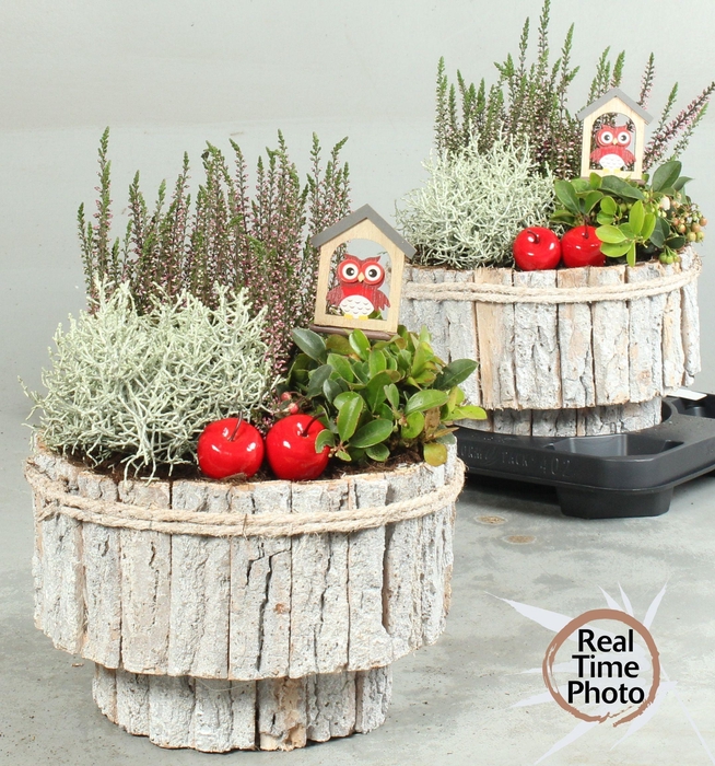 <h4>ARR TUINPLANTEN</h4>