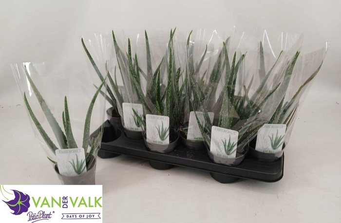 <h4>ALOE VERA</h4>