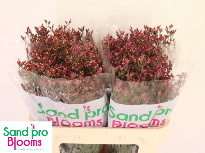 <h4>LIM SIN SCARLET DIA</h4>