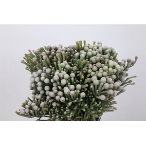 Kaaps Groen Silver Brunia