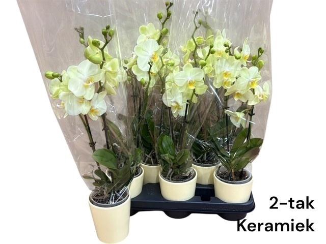 <h4>ARR PHALA MT 14+</h4>