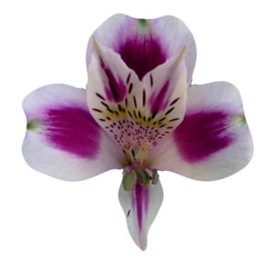 ALSTROEMERIA MAYFAIR 080 CM