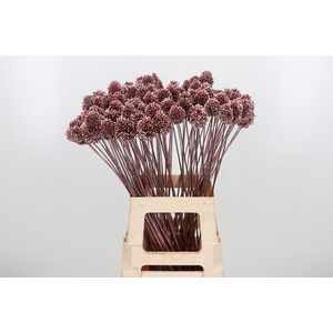 Allium Sphaero Kl Bh Rose Goud