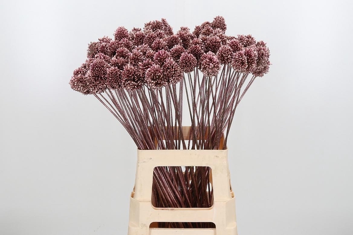 <h4>Allium Sphaero Kl Bh Rose Goud</h4>