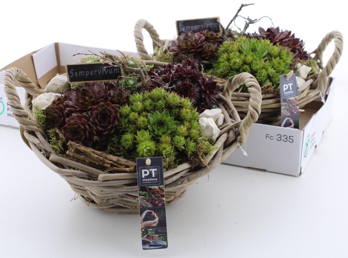 <h4>ARR SEMPERVIVUM</h4>