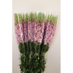 Antir Overig Lavender