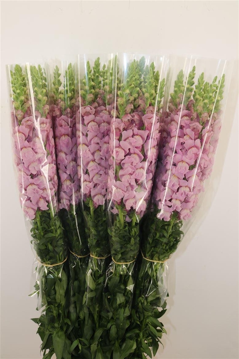 <h4>Antir Overig Lavender</h4>