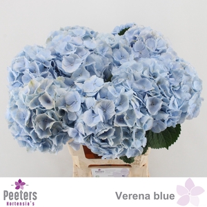 HYDR M CH VERENA BL