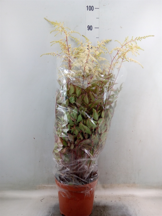 <h4>Astilbe arendsii 'Moccachino'</h4>