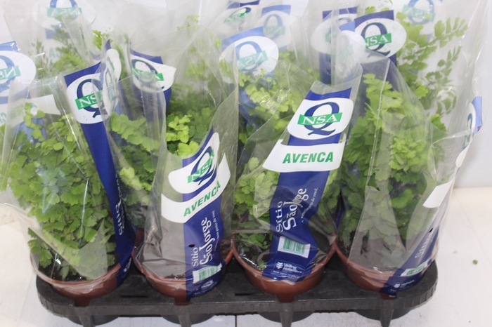 <h4>AVENCA VARIADA P15</h4>