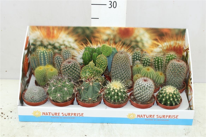 Cactus Gemengd Showdoos
