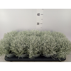 Leucophyta     [Calocephalus]